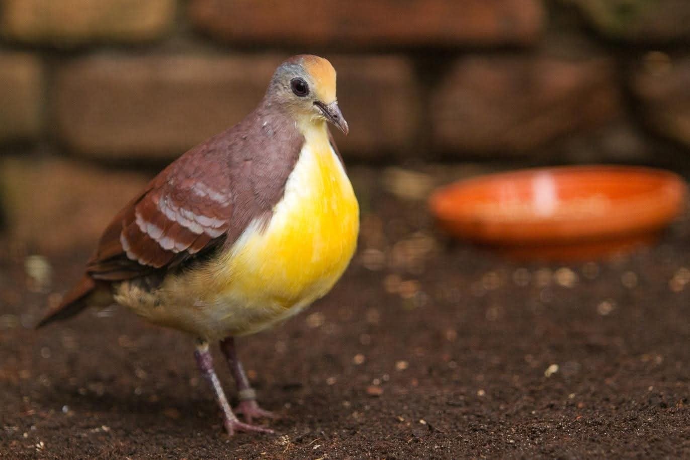 Goudborst Grondduifje/Gallicolumba Rufigula, Dieren en Toebehoren, Vogels | Duiven, Vrouwelijk