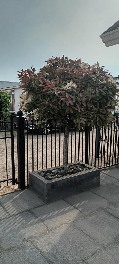 2x red Robin, Tuin en Terras, Planten | Bomen, Ophalen of Verzenden, Lente, Halfschaduw, Overige soorten