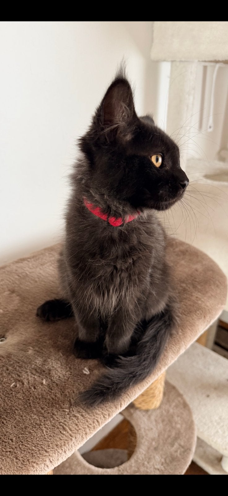 Russische Maine Coon kittens zonder stamboom, Dieren en Toebehoren, Meerdere dieren