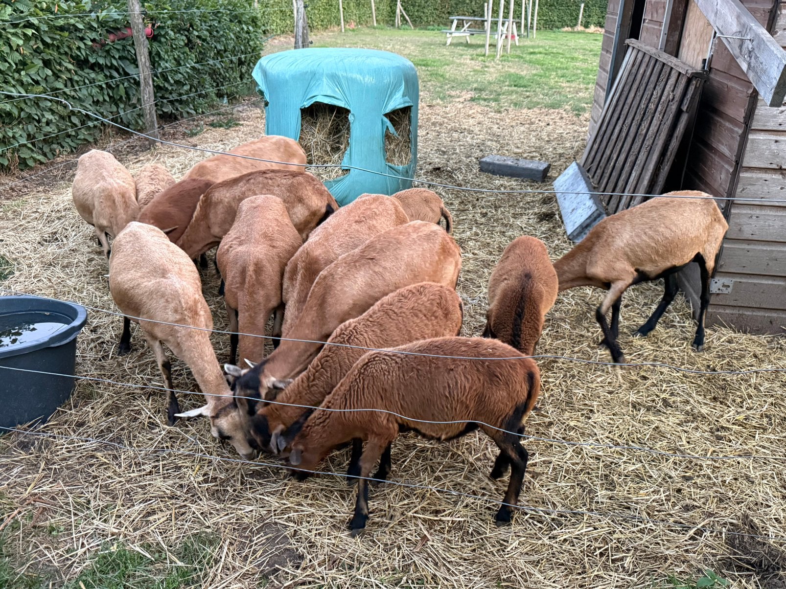 Kamaroen schapen, Mannelijk, Schaap