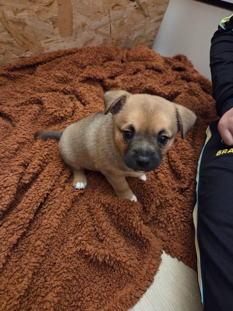 Pombully pups pocket bully/pomeriaan, Overige rassen, 8 tot 15 weken, Teef, Parvo