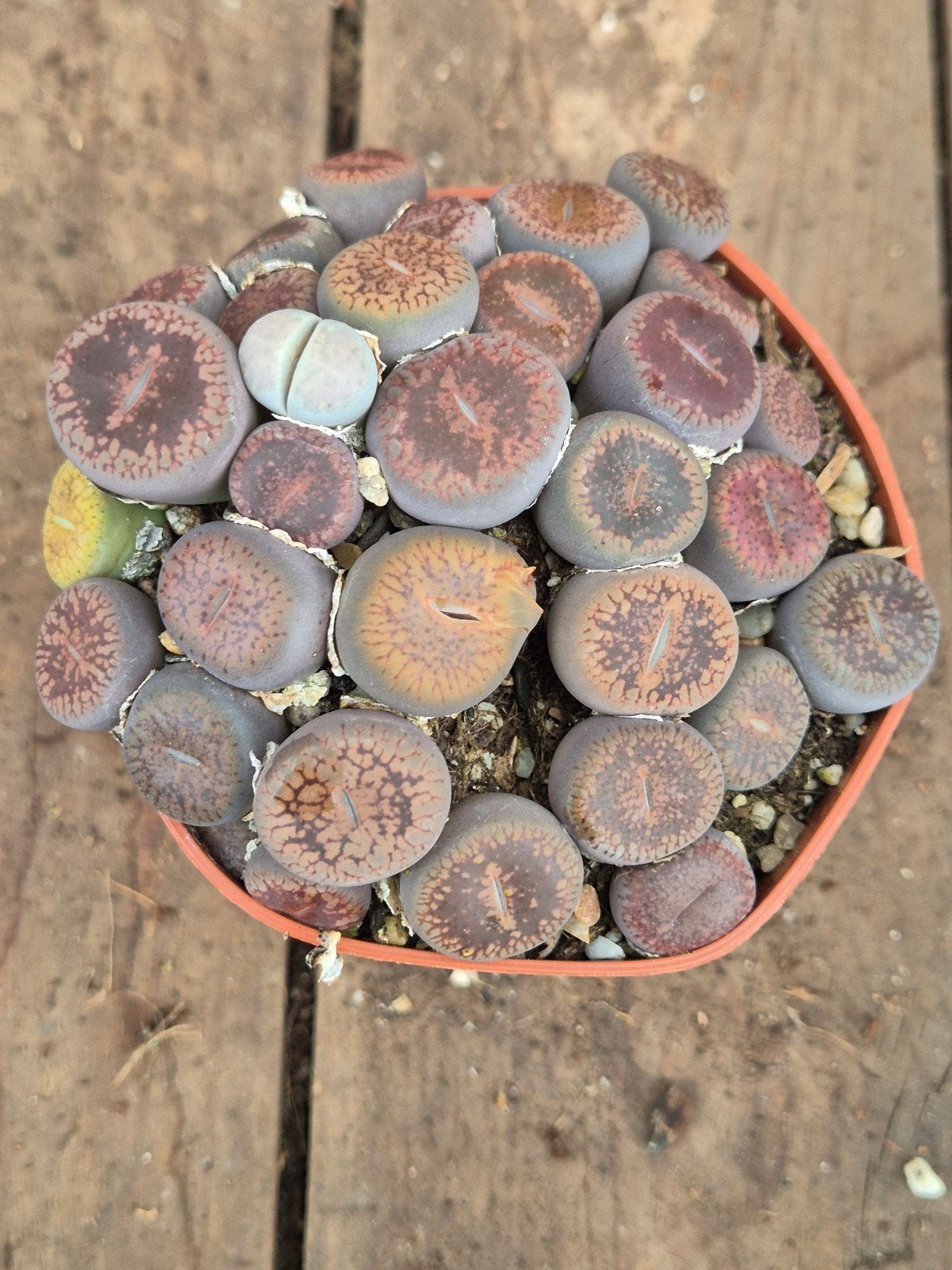 Lithops Levende stenen p8 (3), Huis en Inrichting, Ophalen of Verzenden, Halfschaduw, Minder dan 100 cm