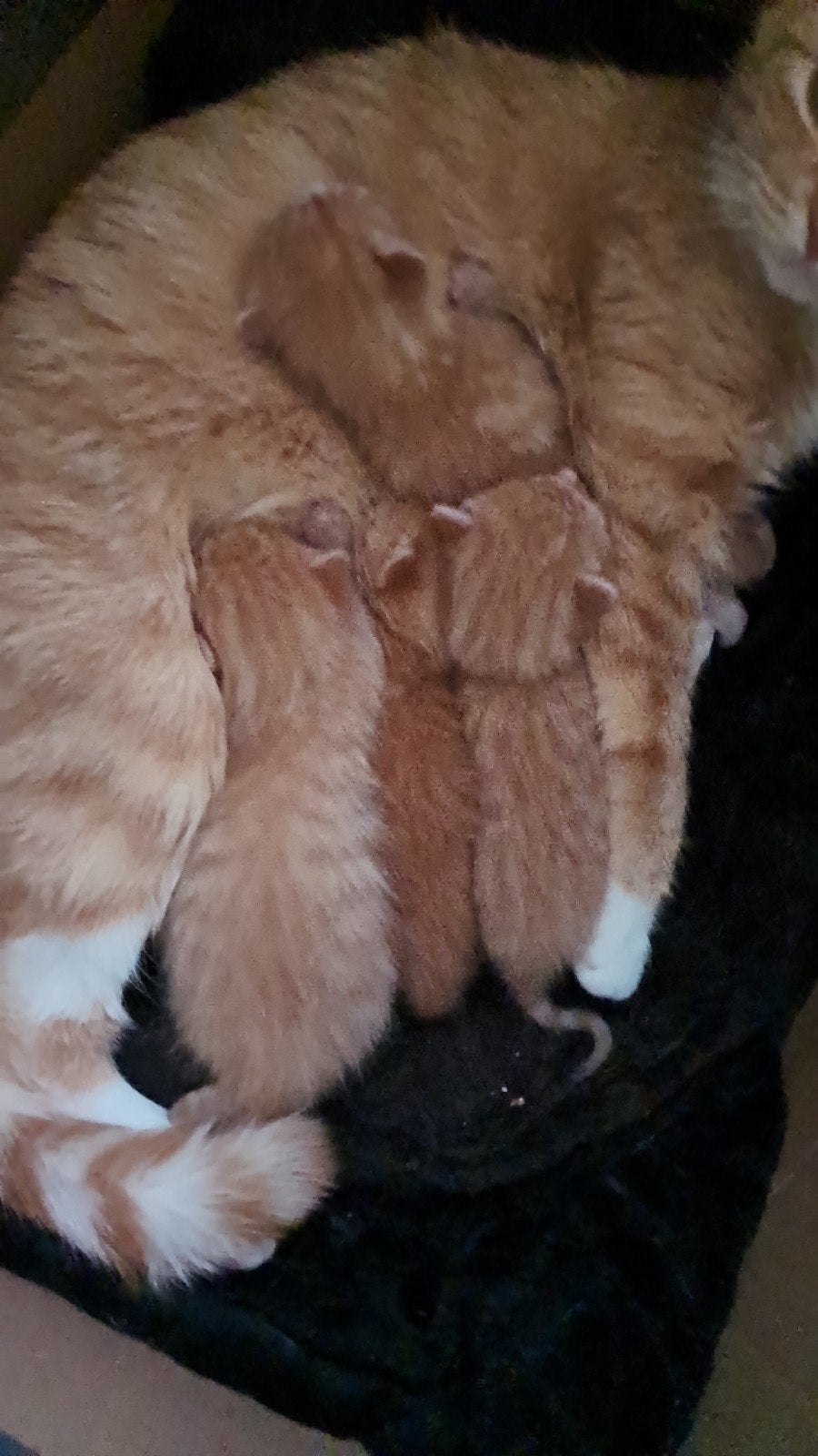 Kittens, Dieren en Toebehoren, Meerdere dieren, Ontwormd, 0 tot 2 jaar