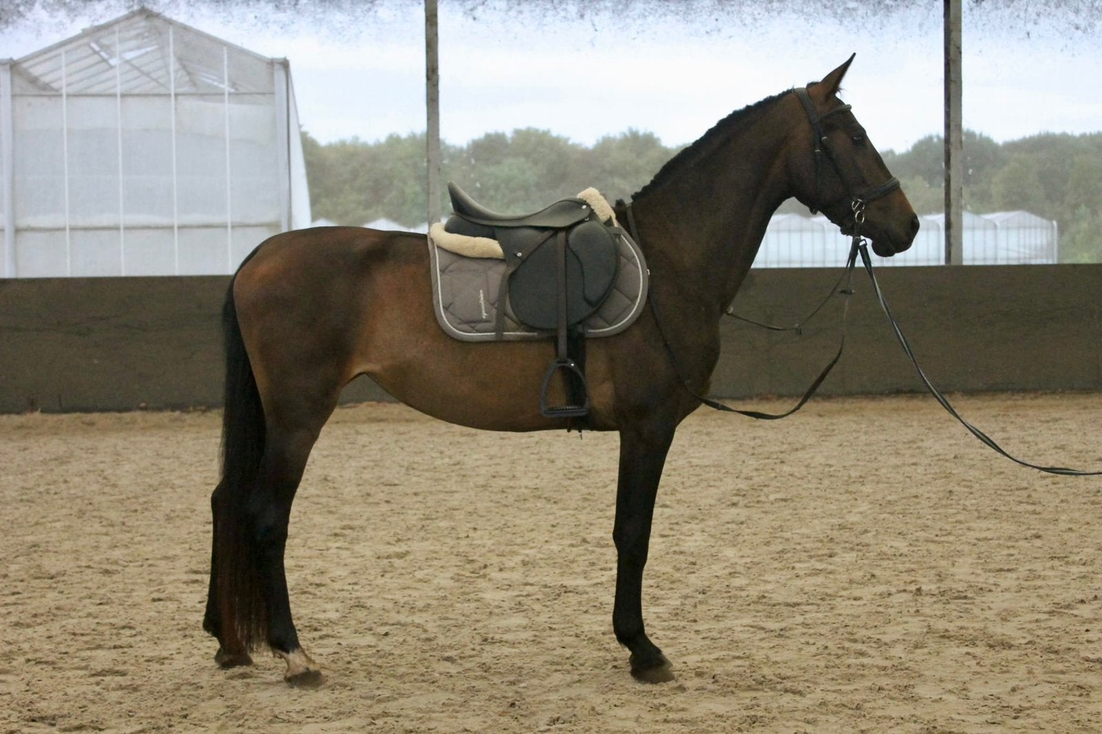 Bomproof brave e-pony/kwpn, Merrie, Dressuurpaard, Met stamboom, 3 tot 6 jaar