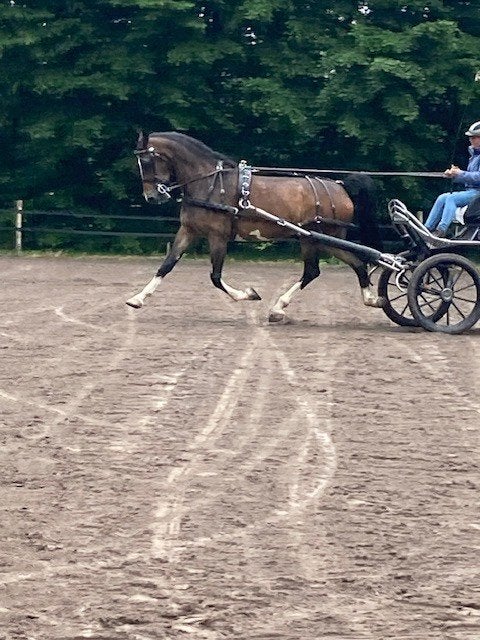 menpaard / tuigpaard  betuigd paard, Dieren en Toebehoren, Merrie, Met stamboom, 3 tot 6 jaar, 160 tot 165 cm