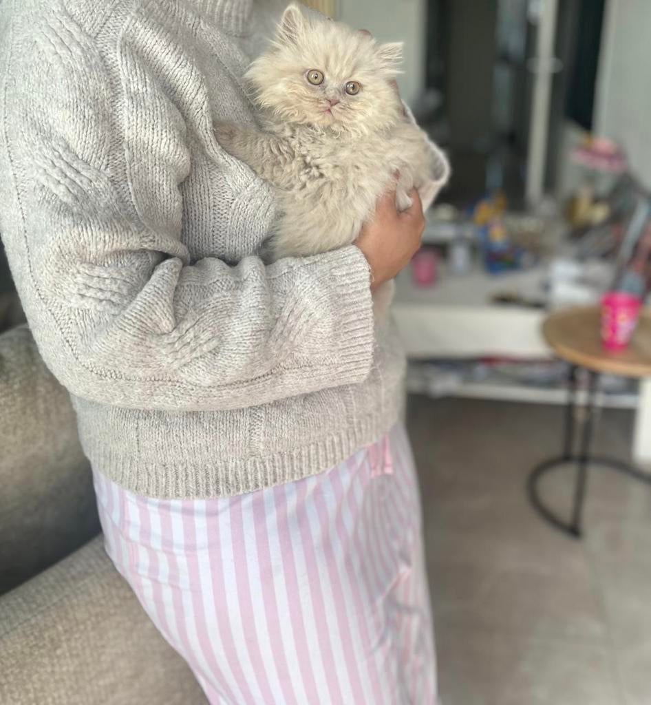 Britse kort haar kitten pure ras (lang harig)1 nog over., Meerdere dieren, Ontwormd, 0 tot 2 jaar