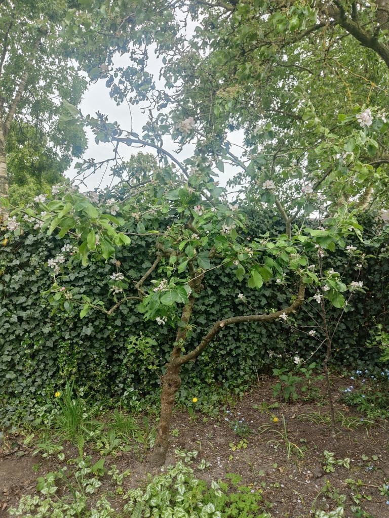 Vruchtdragende mooie oude appelboom, Overige soorten, Lente, 250 tot 400 cm, Ophalen