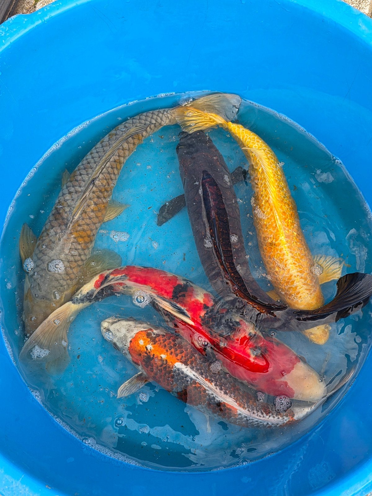 5 kwalietijd koi, Dieren en Toebehoren, Vissen | Vijvervissen, Karper of Koi