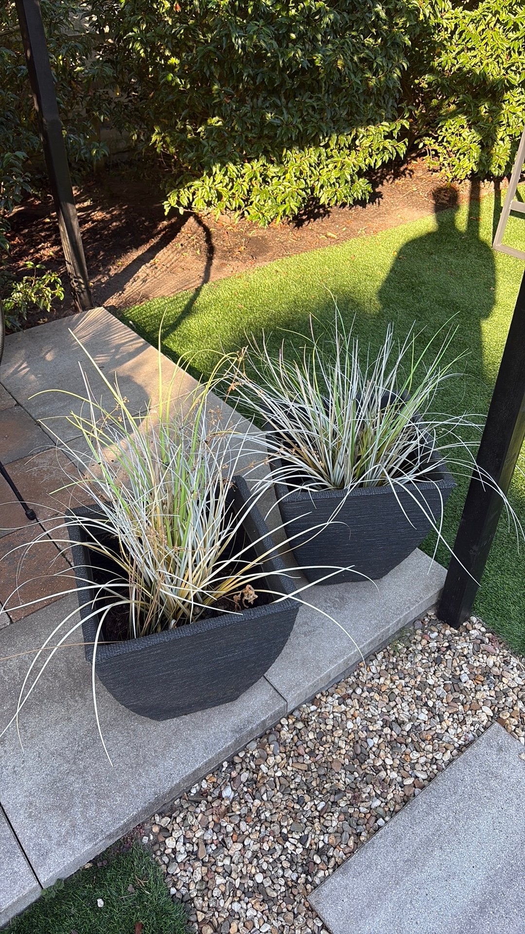 Gratis Nep plant in pot, Ophalen, Overige soorten, Volle zon