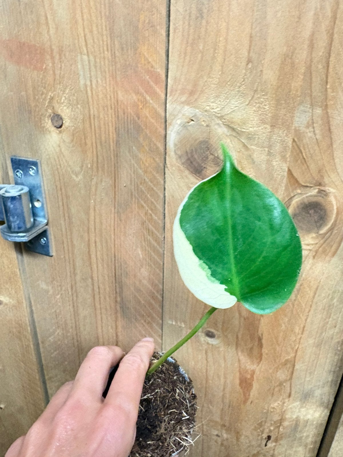 Monstera deliciosa variegata plant albo white wit cream, Ophalen of Verzenden, Halfschaduw, Minder dan 100 cm