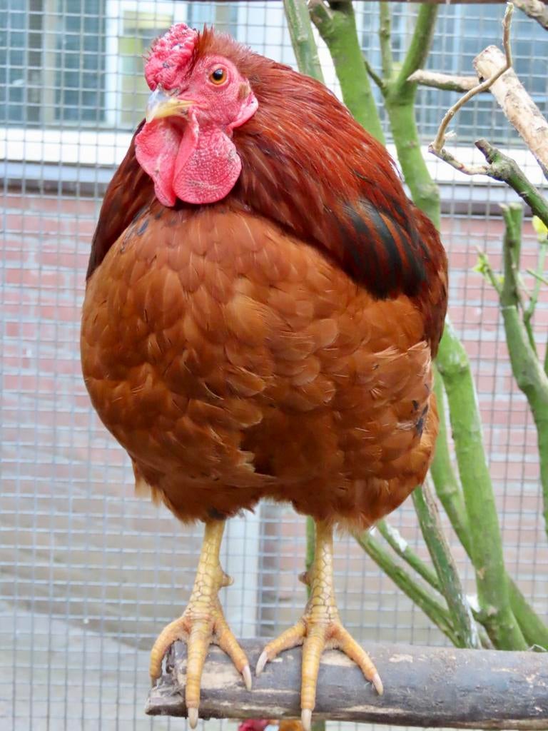 Chester, wyandotte haan, Mannelijk, Kip