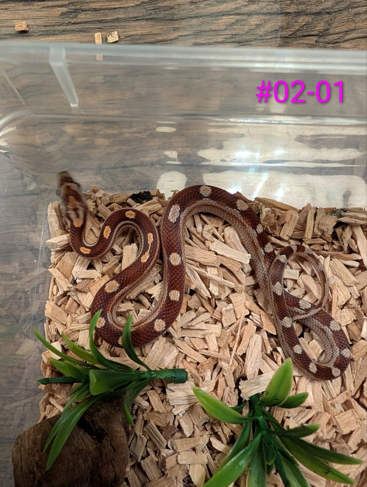 Jonge Classic Rattenslangen het Palmetto Rat Snake photo 9