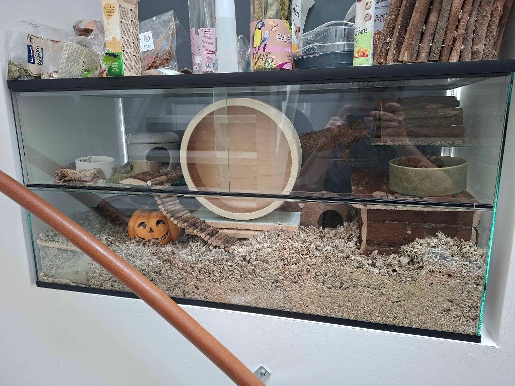 Complete hamster kooi 100x40x50, Dieren en Toebehoren, Knaagdieren en Konijnen | Hokken en Kooien, Kooi, Gebruikt, Hamster, 75 tot 110 cm