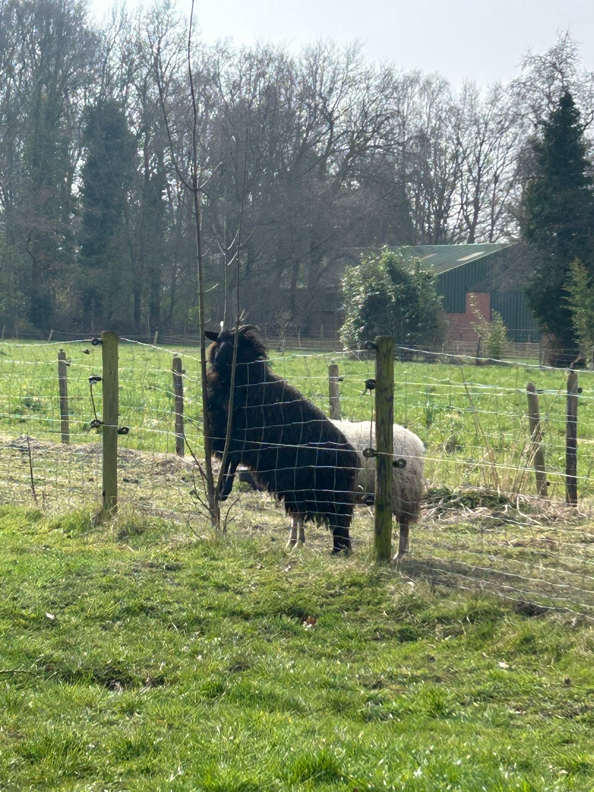 Twee drentse heide schapen, ooitjes, Vrouwelijk, Schaap, 0 tot 2 jaar