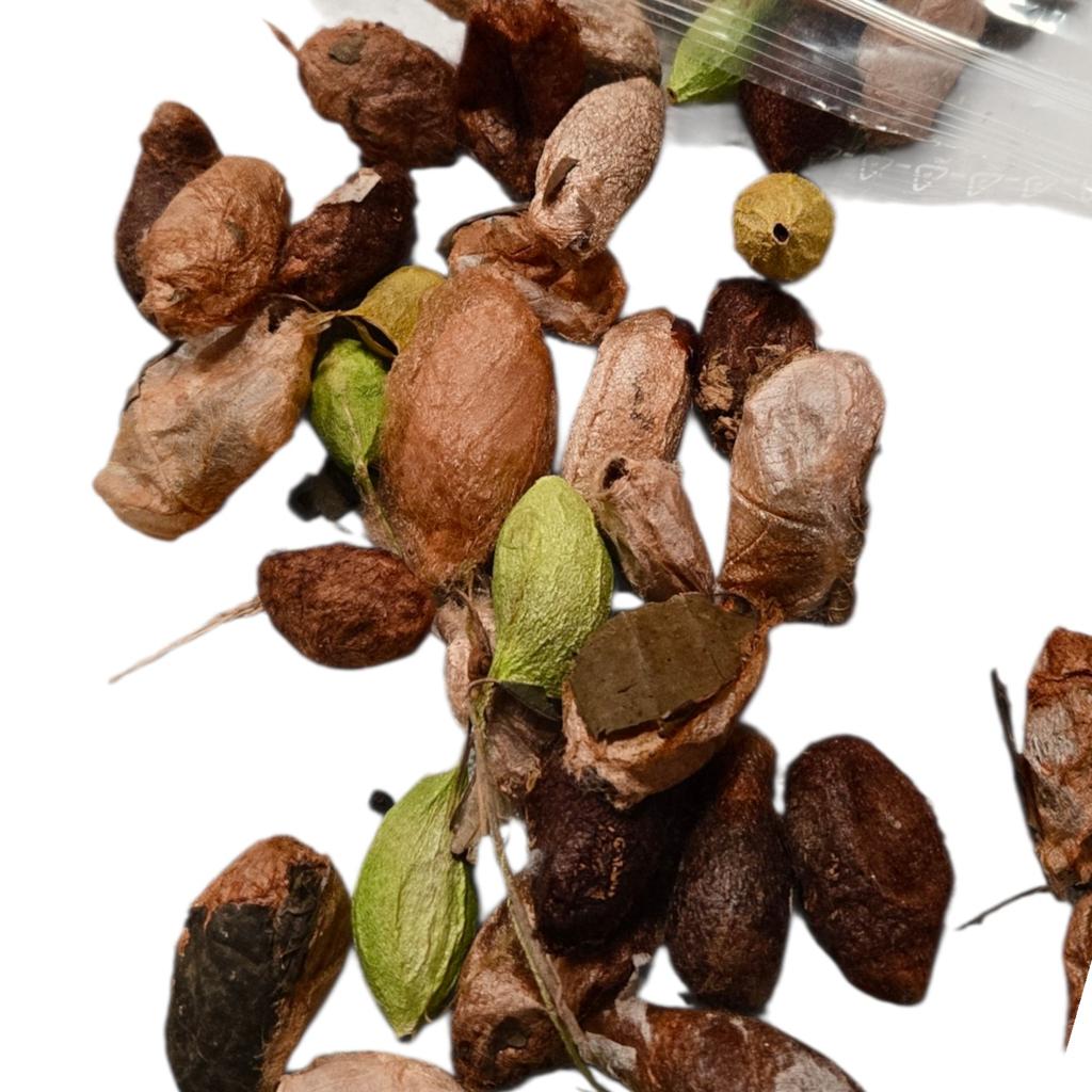 Groot aantal Vlinder cocons, opgezette, Verzamelen, Dierenverzamelingen, Nieuw, Opgezet dier, Ophalen of Verzenden