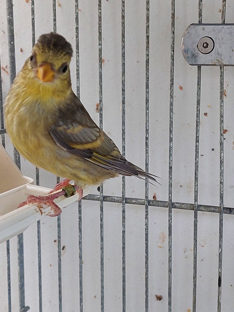 Baardsijs Spinus barbatus,, Vrouwelijk, Tropenvogel, Geringd