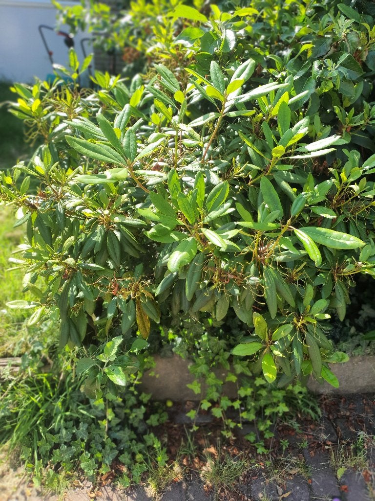 Rododendron, Volle zon, Vaste plant, Lente, Ophalen