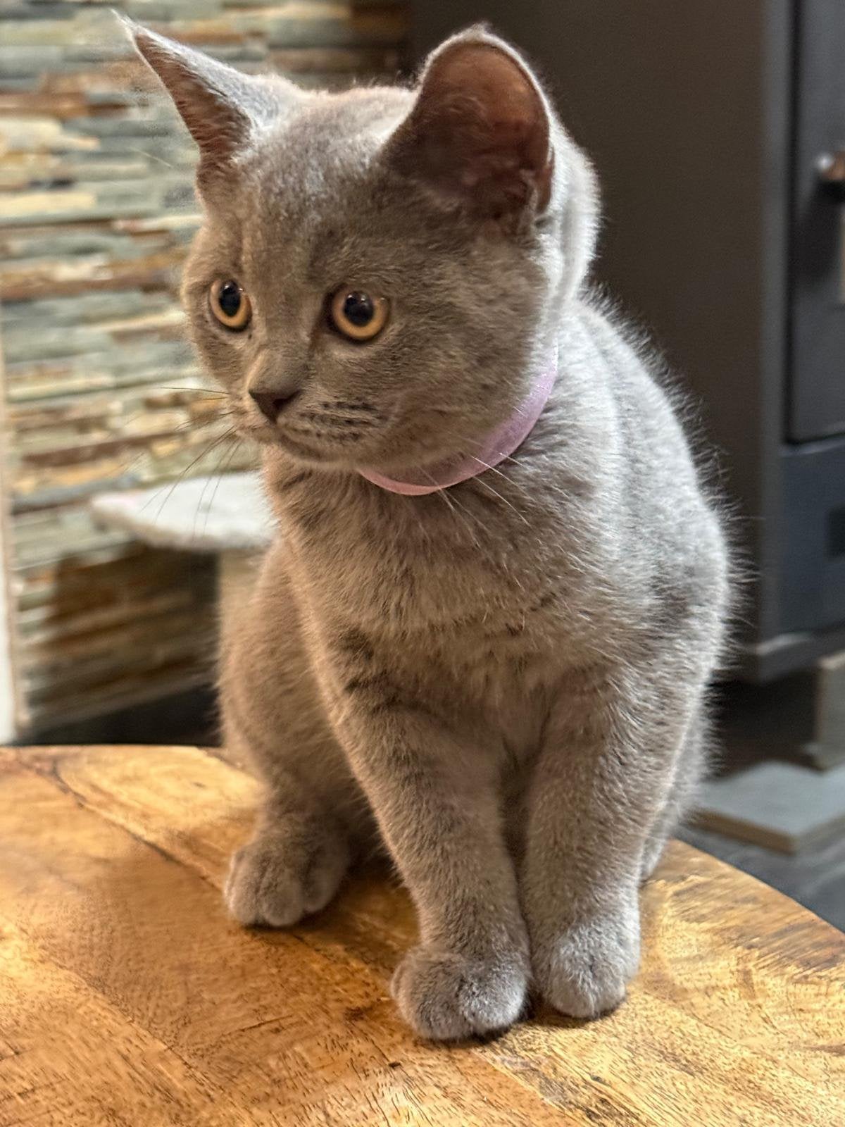 Britse korthaar kittens, Kater, Kortharig, 0 tot 2 jaar