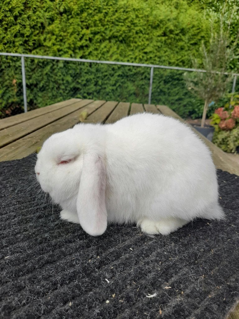 Te koop hangoor dwerg, Dieren en Toebehoren, Vrouwelijk, Dwerg, Hangoor, 0 tot 2 jaar