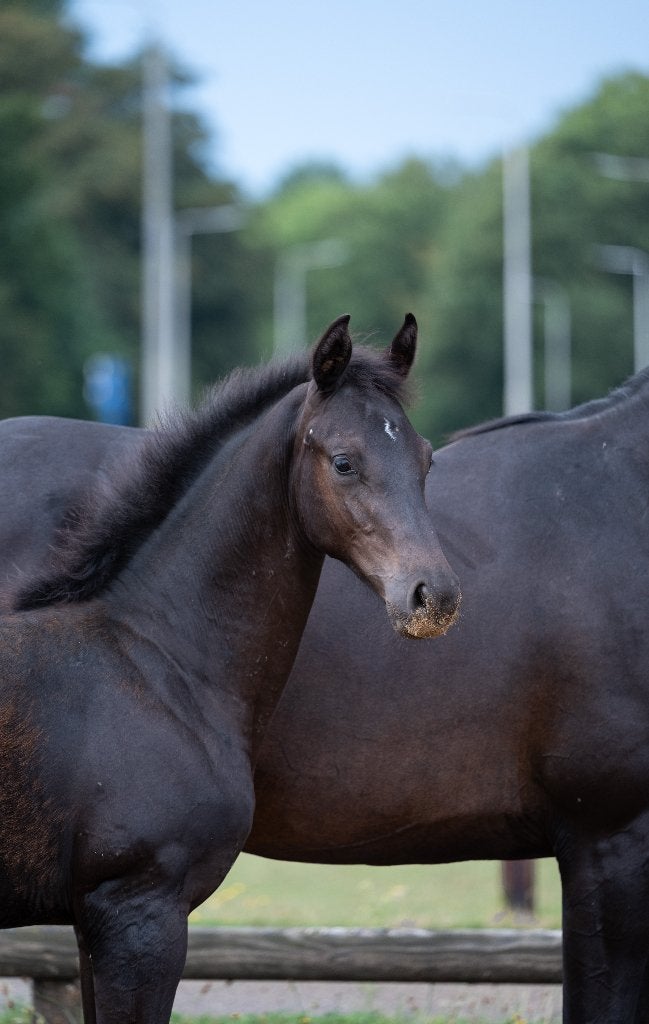 Hengstveulen van Mauro Turfhorst N.O.P, Dieren en Toebehoren, Paarden, Minder dan 160 cm, Niet van toepassing, Dressuurpaard, 0 tot 2 jaar