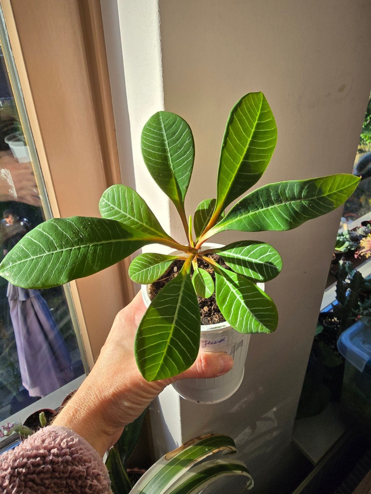 Madagascar jewel, Huis en Inrichting, Ophalen of Verzenden, Halfschaduw, Minder dan 100 cm