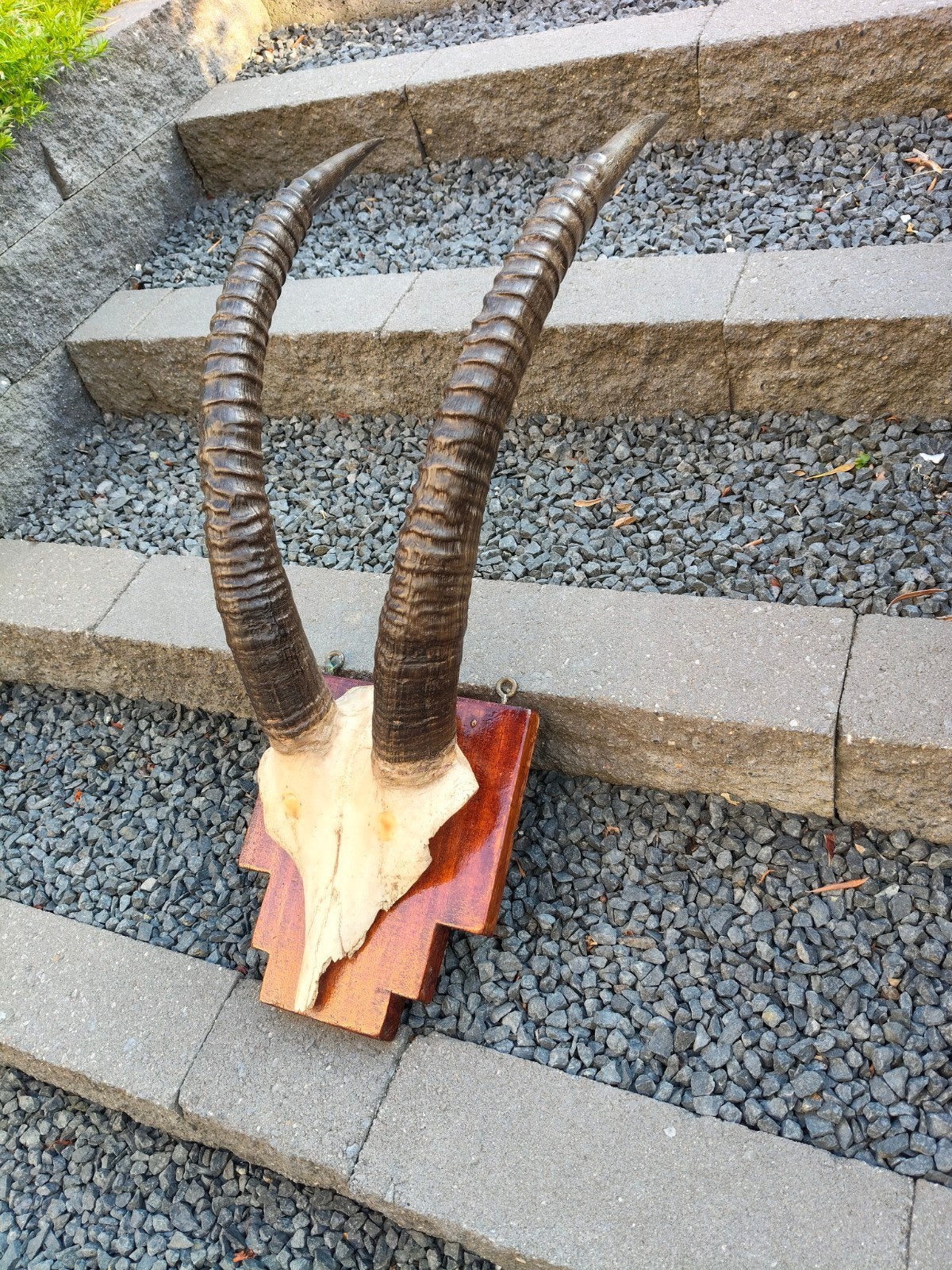 Gewei, antilope uit zuid Afrika, gemsbok, Oryx , brocante, Ophalen of Verzenden