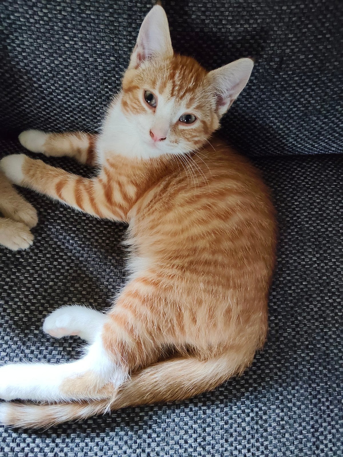 Kittens, Dieren en Toebehoren, Katten en Kittens | Overige Katten, Meerdere dieren