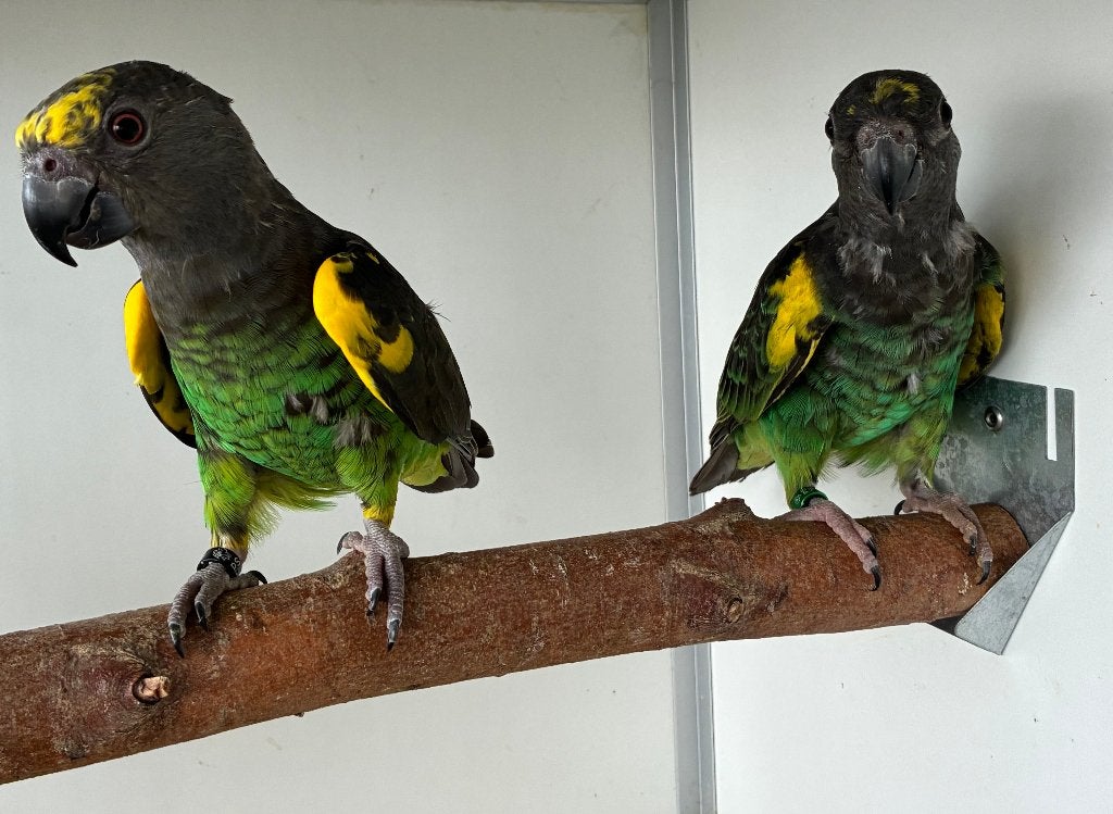 1-1  Poicephalus Meyeri Saturatus 2025-2026, Meerdere dieren, Papegaai, Geringd