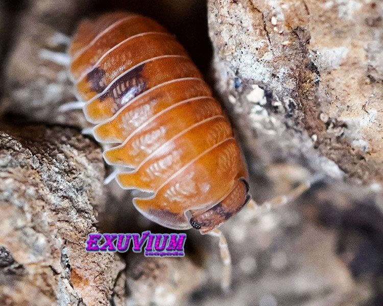 Cubaris murina Anemone isopods / pissebedden, Dieren en Toebehoren, Insecten en Spinnen, Overige soorten