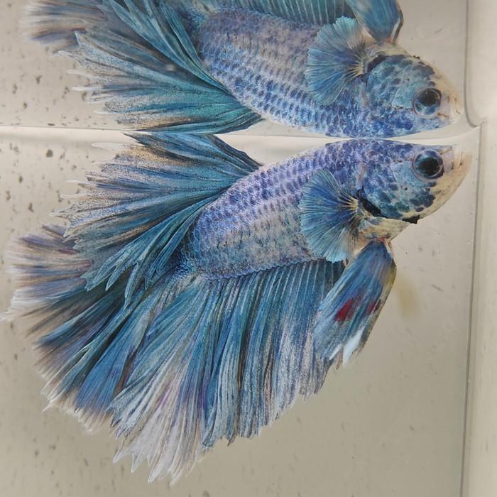 Betta splendens man 20, Dieren en Toebehoren, Vis