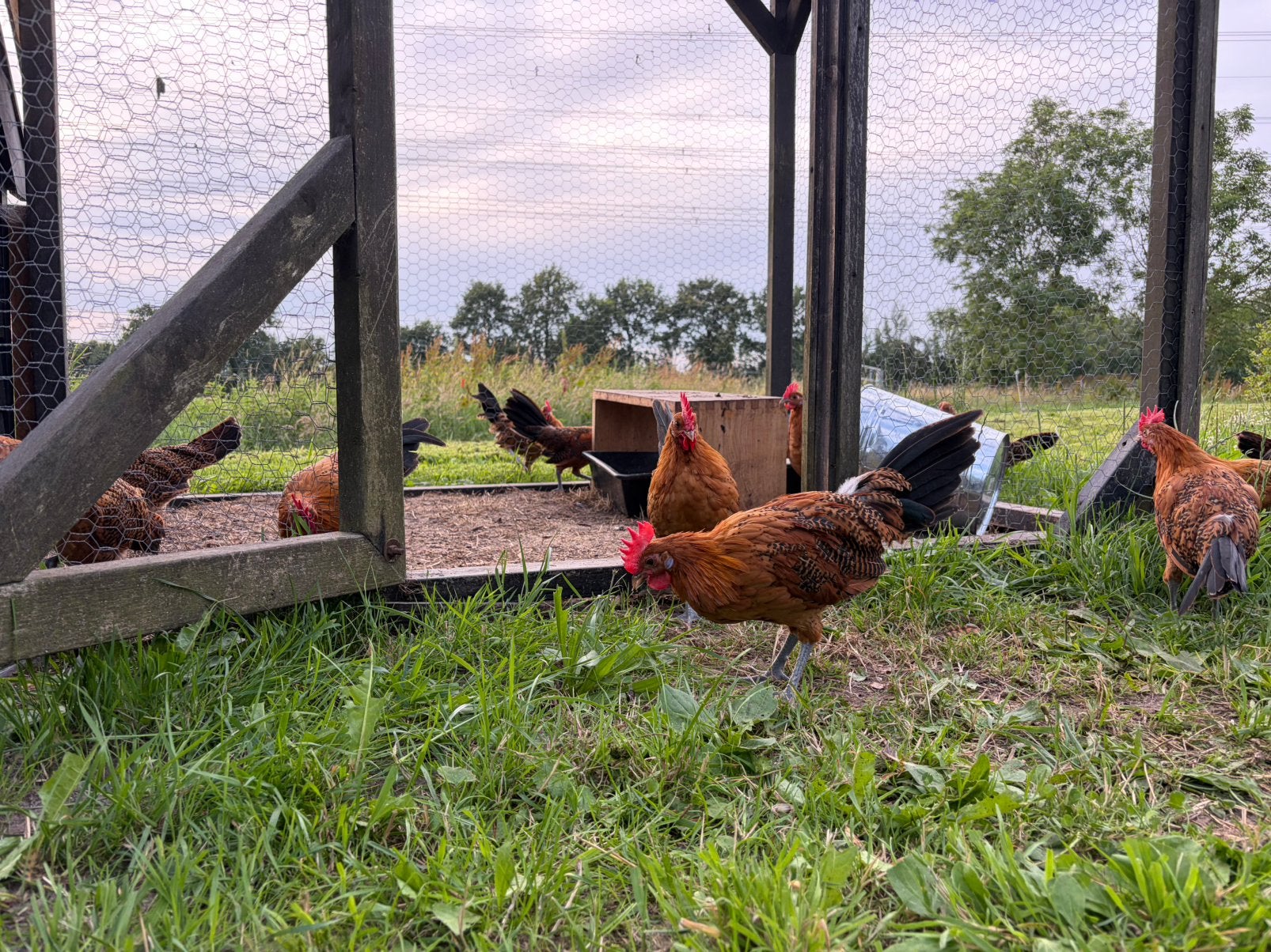 Friese hoenders - hanen te koop, Dieren en Toebehoren, Mannelijk, Kip