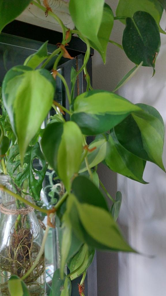 Philodendron brasil, Ophalen of Verzenden, Halfschaduw, Minder dan 100 cm