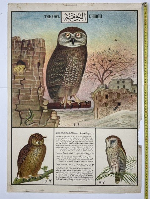 schoolplaat wandplaat 'De Uil', Antiek en Kunst, Antiek | Schoolplaten, Ophalen of Verzenden, Natuur en Biologie