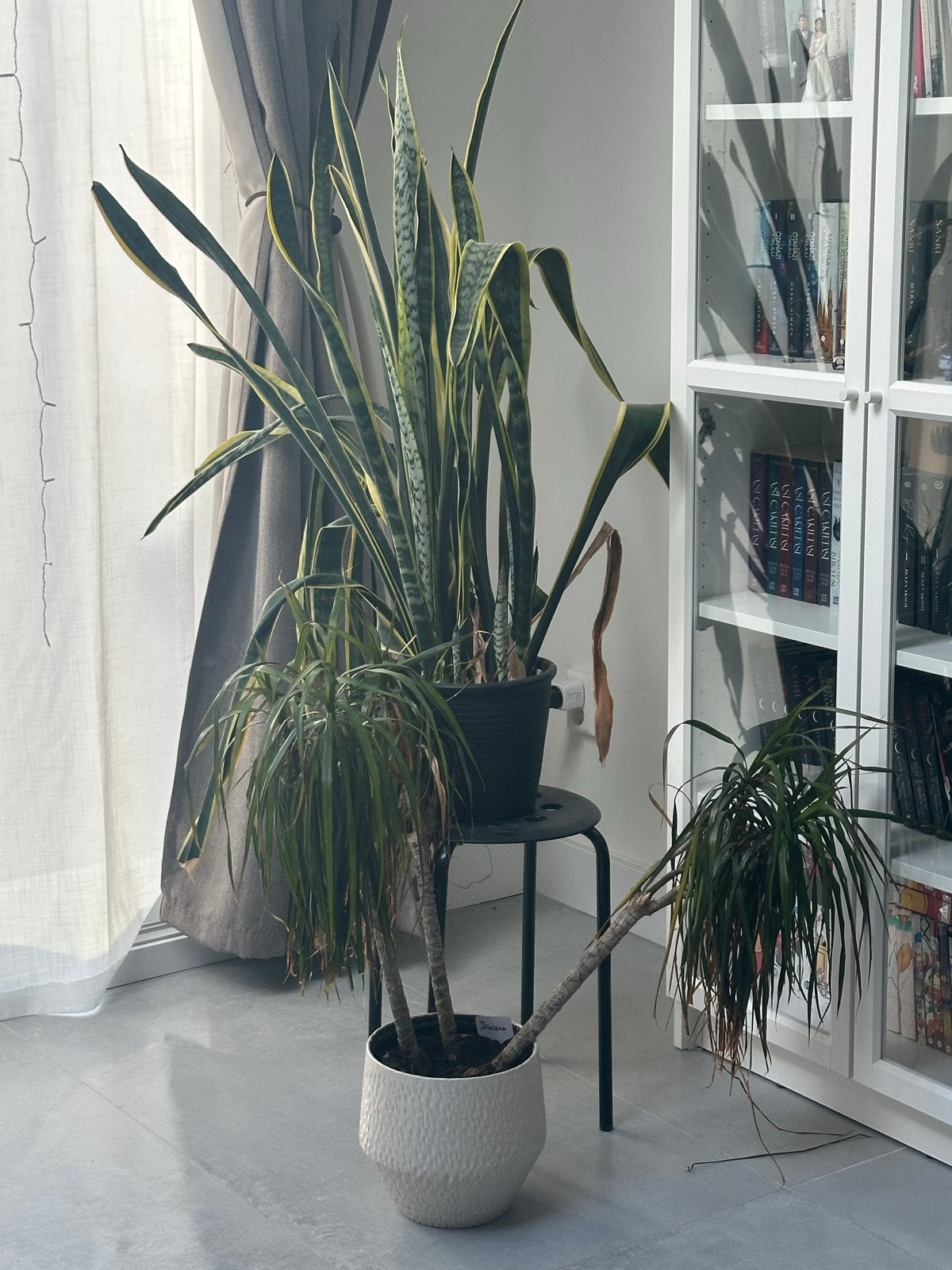 2 gratis kamer planten, Ophalen, 100 tot 150 cm, Overige soorten, Halfschaduw