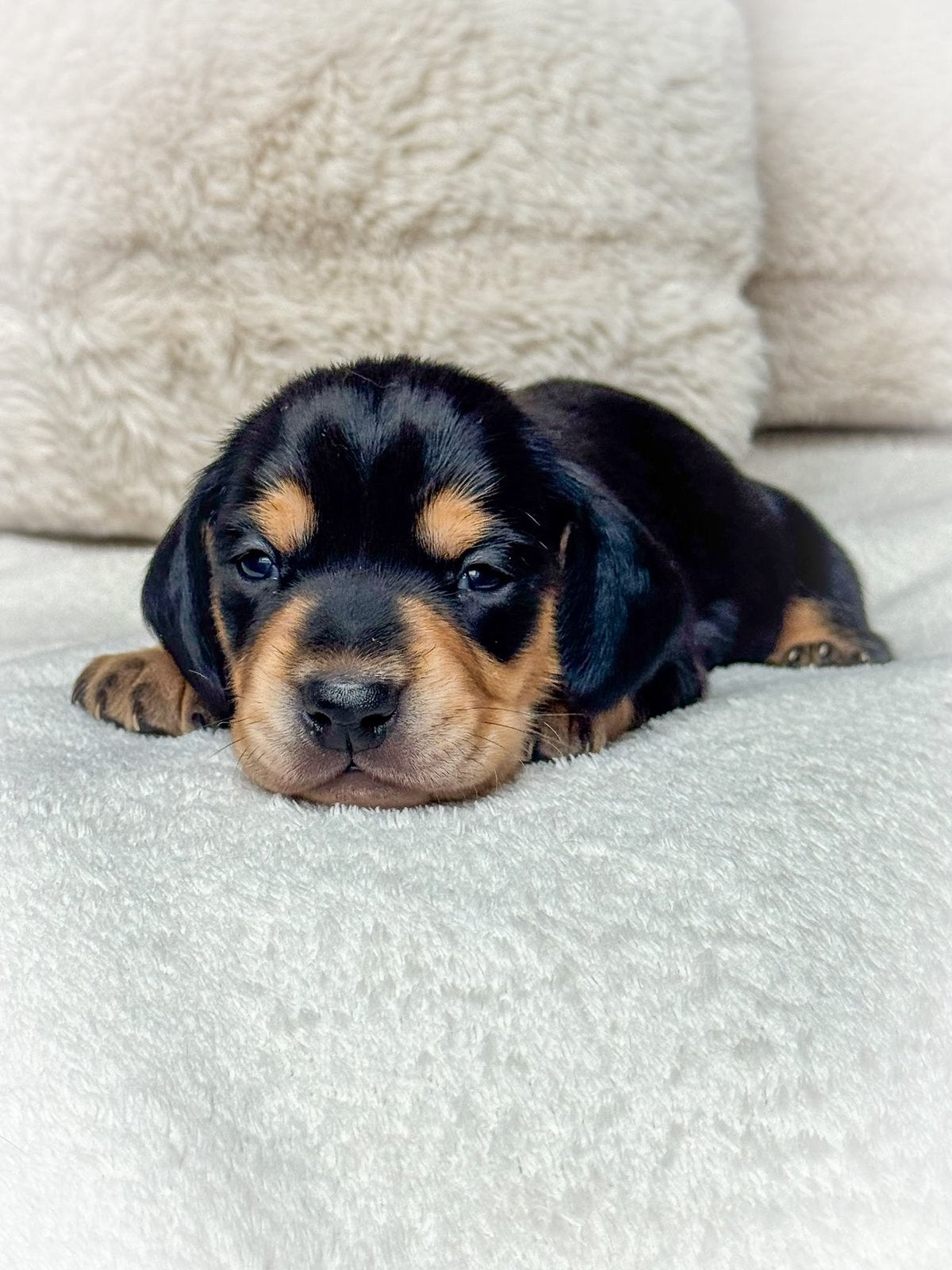 Black & Cream/Brindle Dwergteckel Puppy’s, 8 tot 15 weken, Korthaar, Dwerg, Meerdere