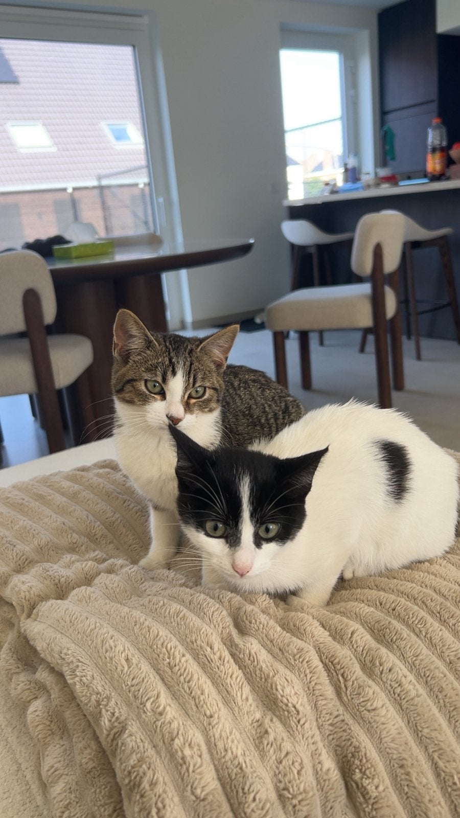 Kittens, Ophalen, Nieuw