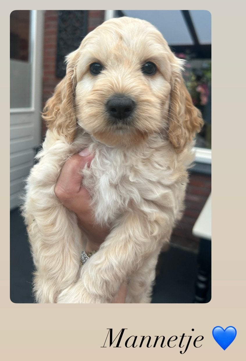 Cockapoo pups liefste knapste mooiste 🐾, Dieren en Toebehoren, Honden | Chihuahua's en Gezelschapshonden, Parvo, Overige rassen