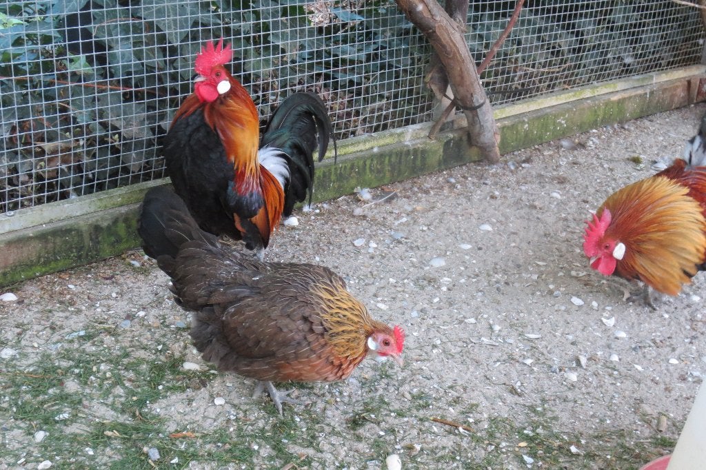 krielkippen  Hollandse krielen, Dieren en Toebehoren, Pluimvee, Meerdere dieren, Kip