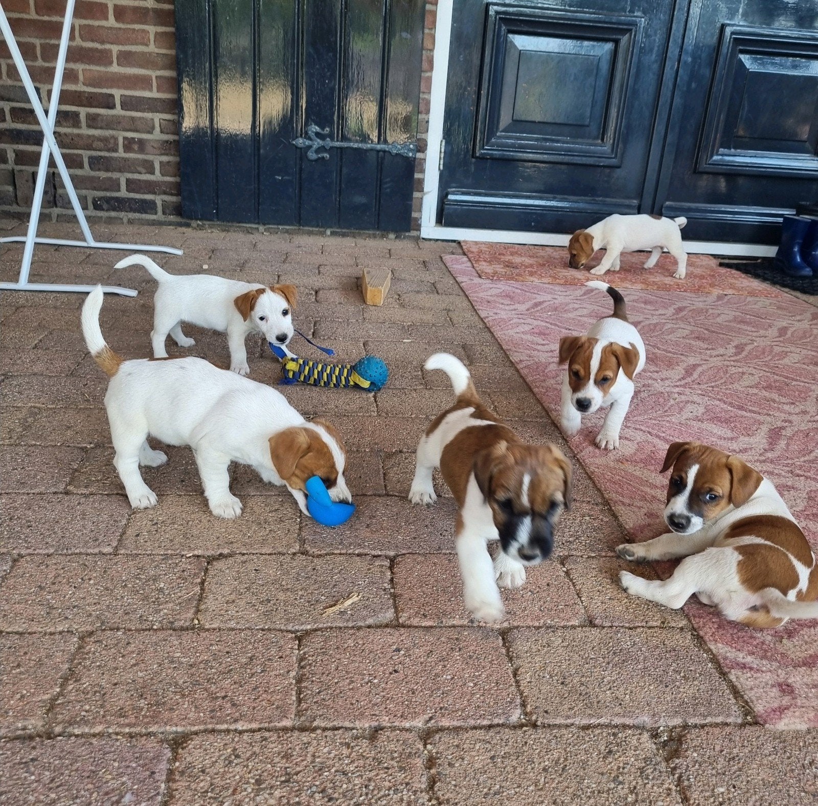 Te koop Jackrussel pups, Dieren en Toebehoren, Honden | Jack Russells en Terriërs, Jack Russell Terriër, 8 tot 15 weken, Meerdere