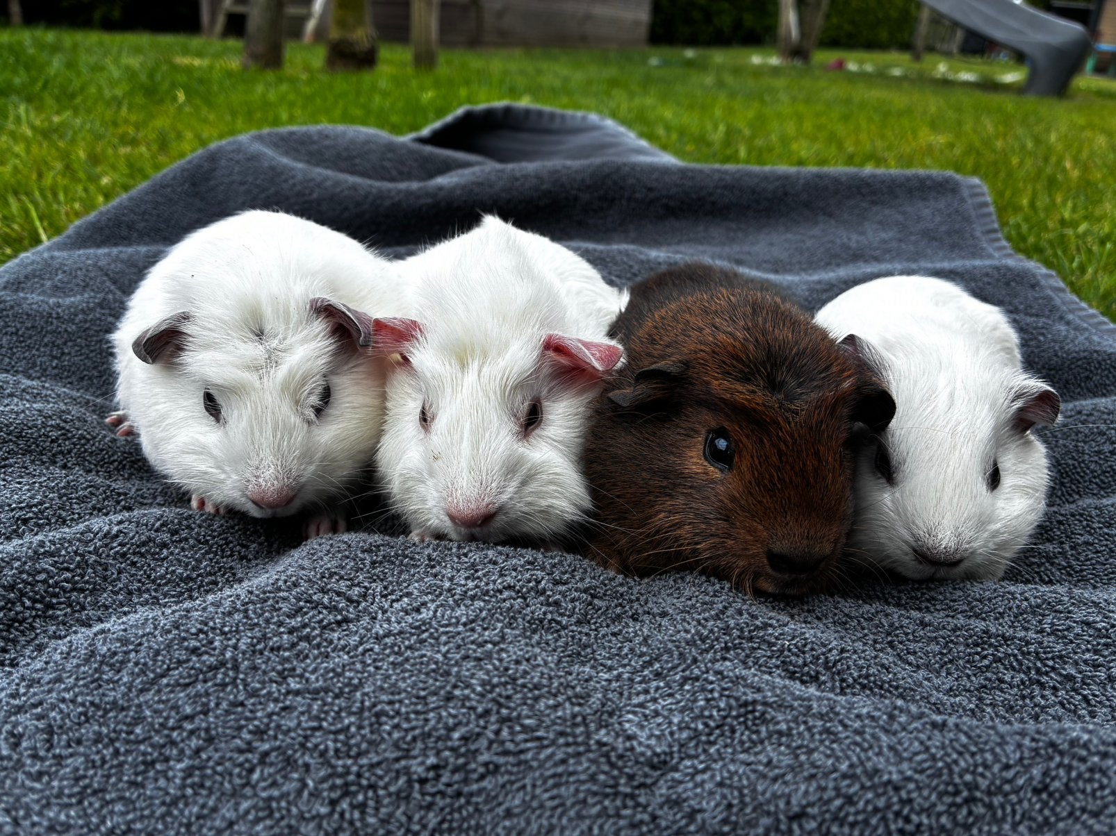 Jonge Cavia’s te koop, Mei, Mannelijk, Cavia