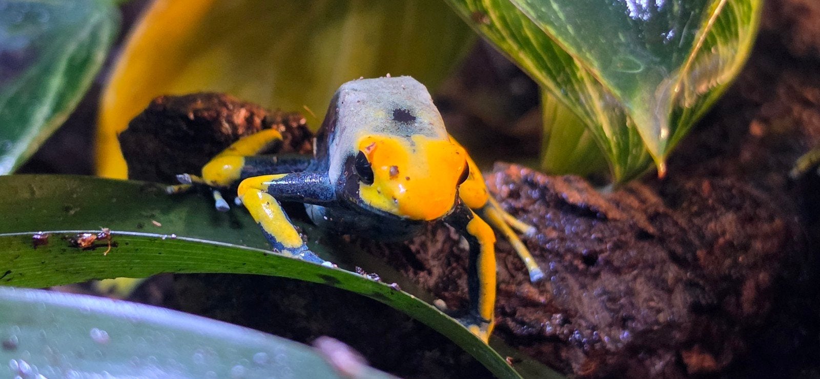 pijlgifkikker Frog photo 3
