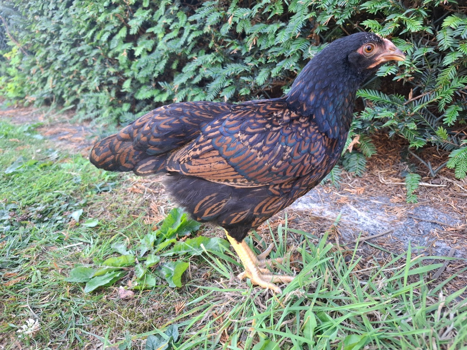 Barnevelder Kriel kuikens hennentjes 2026, Dieren en Toebehoren, Pluimvee, Vrouwelijk, Kip