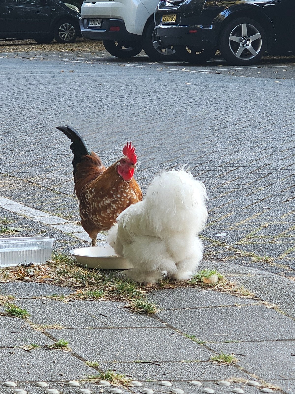 gevraagd gratis kippenhok/hok, Dieren en Toebehoren, Pluimvee, Mannelijk, Kip