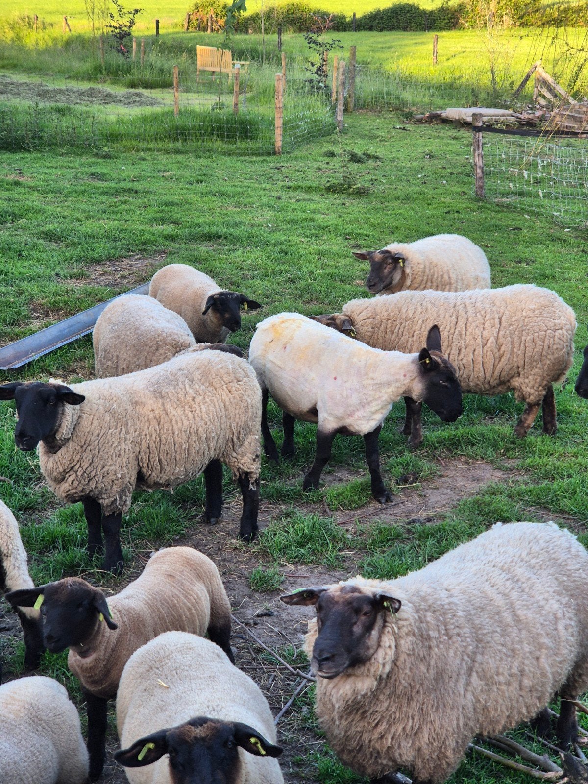 Suffolk ooien en ooilammeren te koop en een ram, Dieren en Toebehoren, Schapen, Geiten en Varkens, Meerdere dieren, Schaap