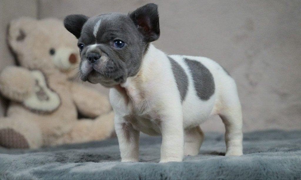 Prachtige Blue Pied Franse Bulldog teefje, Dieren en Toebehoren, 8 tot 15 weken, Teef, Parvo, Bulldog