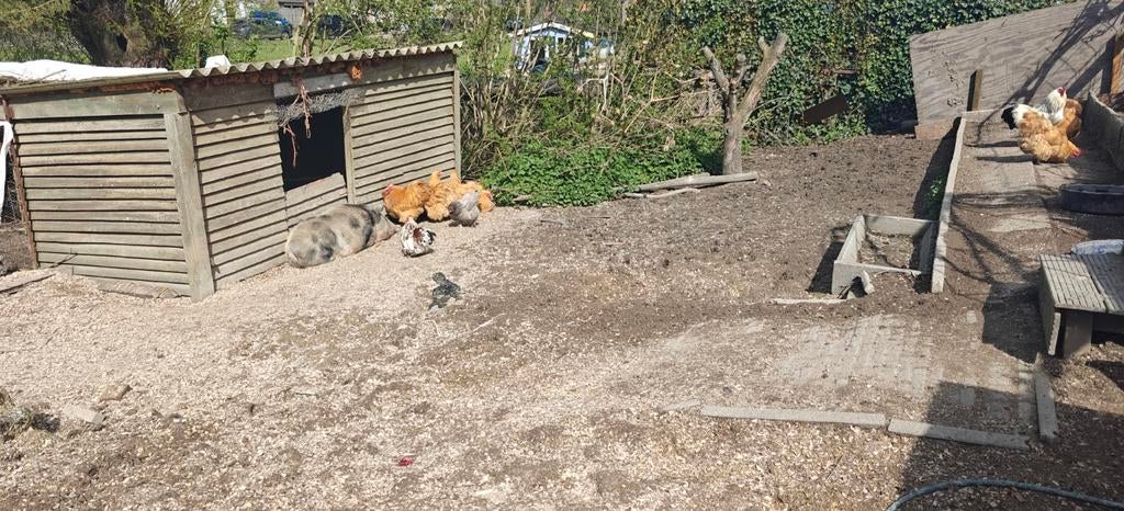 GEZOCHT: Meerdere kippen, Dieren en Toebehoren, Pluimvee, Vrouwelijk, Kip