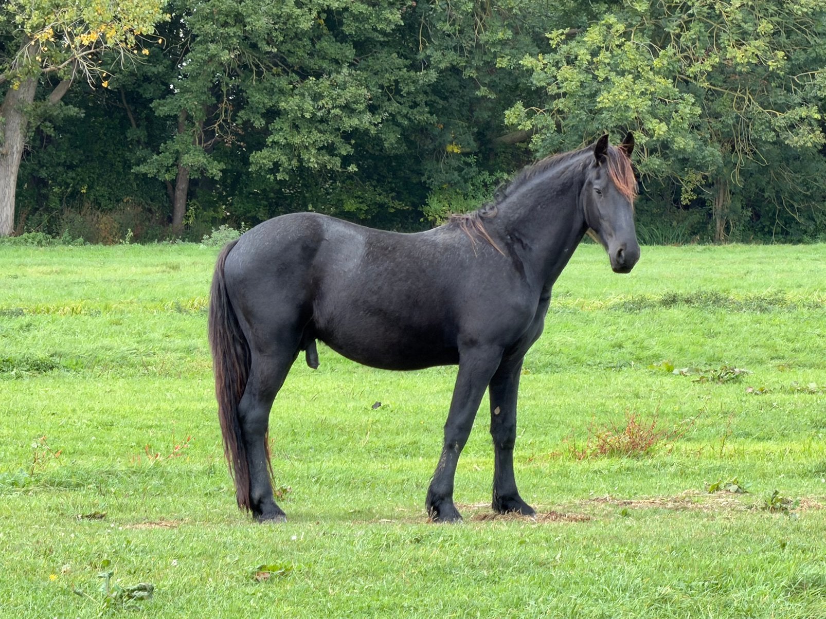 Lieve 2,5 jarige Friese hengst, Minder dan 160 cm, Met stamboom, 0 tot 2 jaar, Hengst
