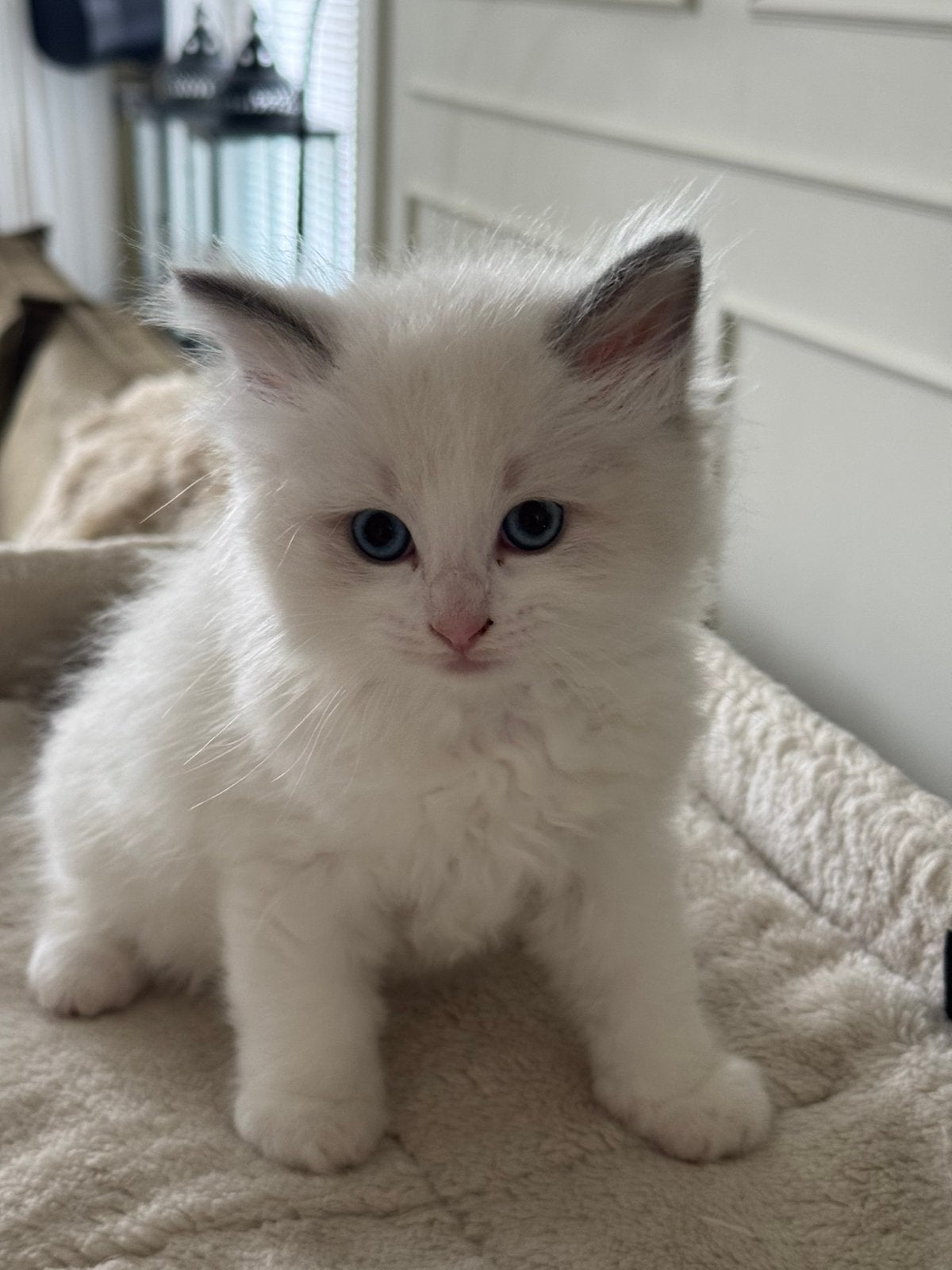 Lief Ragdoll katertje zoekt gouden mandje per 20 sept, Dieren en Toebehoren, Meerdere dieren, Ontwormd