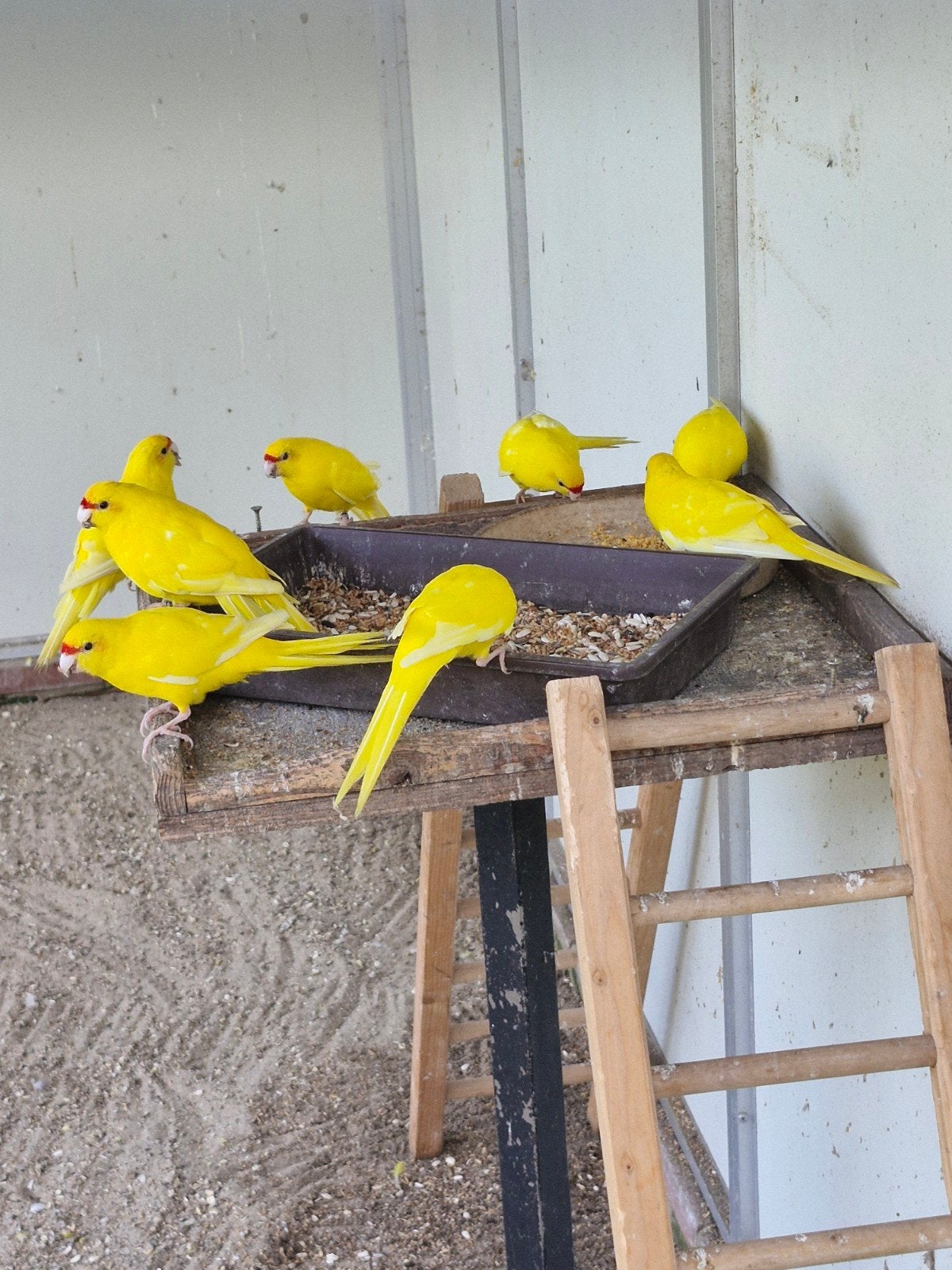 g.v.h. kakariki,s, Dieren en Toebehoren, Vogels | Parkieten en Papegaaien, Meerdere dieren, Parkiet