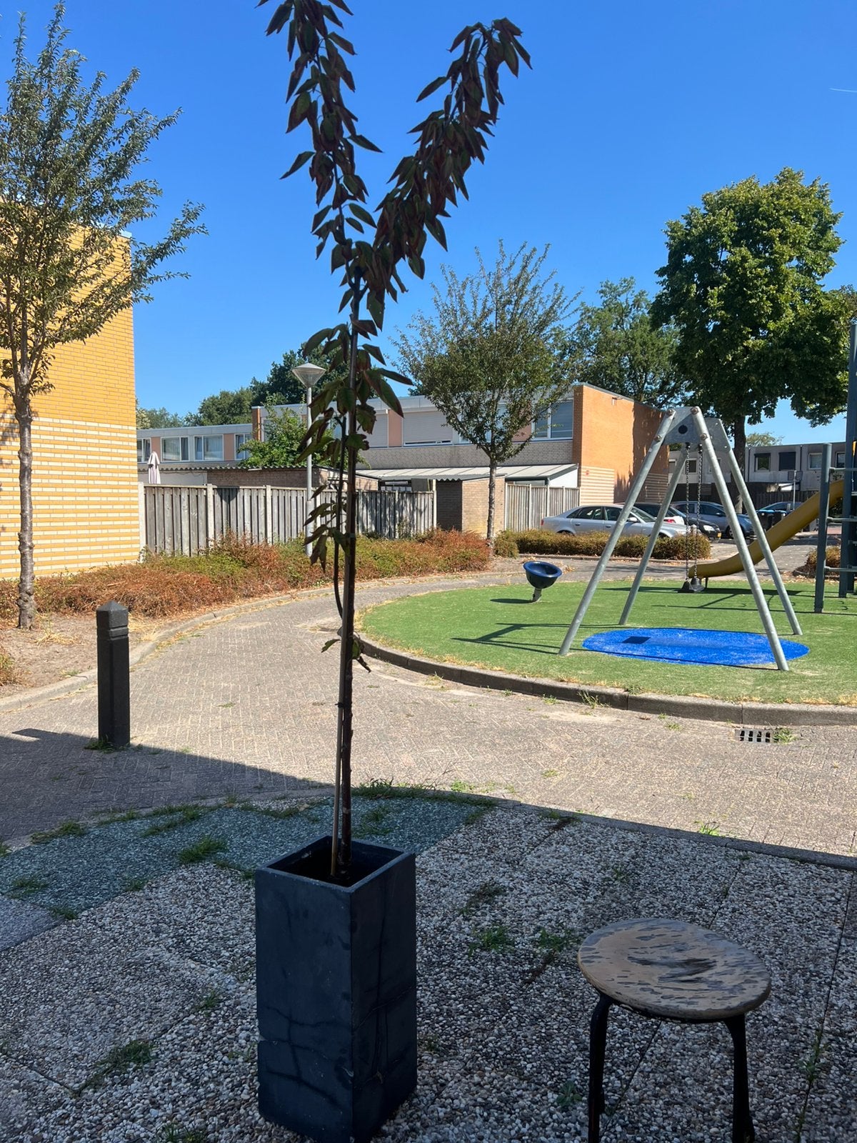 Kersen boom voor 10 euro, Ophalen of Verzenden, Volle zon, Overige soorten, Minder dan 100 cm